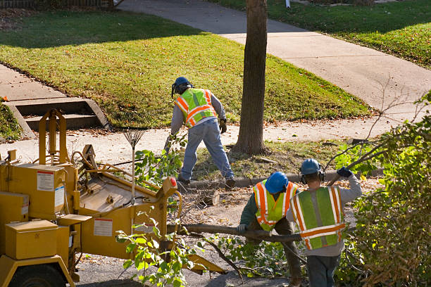 Best Lawn Dethatching  in USA