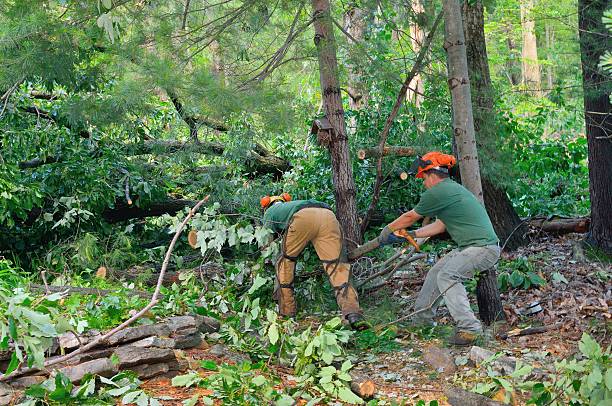 Best Tree Planting  in USA